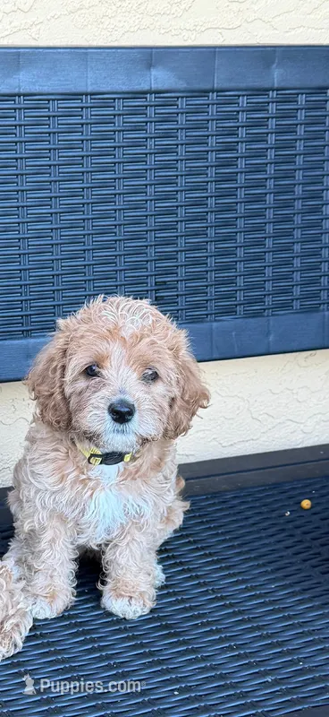 PAMELA – Miniature Labradoodle puppy for sale in Vista, CA