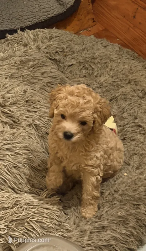 daisy – Double Doodle puppy for sale in Vista, CA