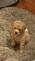 daisy, a female Double Doodle for sale in Vista, CA – 1 of 2