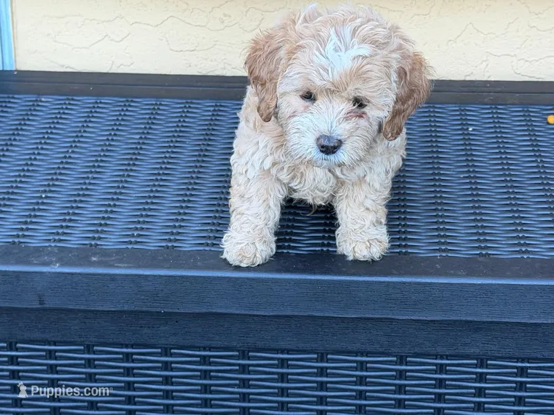 allen – Miniature Labradoodle puppy for sale in Vista, CA