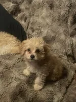 tyler, a male Maltipoo and Poodle - Miniature  for sale in Vista, CA – Photo 4 of 9