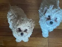 tyler, a male Maltipoo and Poodle - Miniature  for sale in Vista, CA – Photo 7 of 9