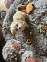 tyler, a male Maltipoo and Poodle - Miniature  for sale in Vista, CA – Photo 8 of 9