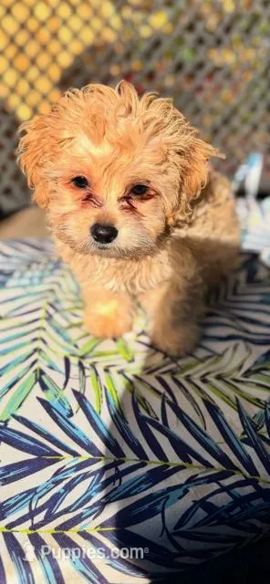 tyler, a male Maltipoo and Poodle - Miniature  for sale in Vista, CA – Photo 1 of 9