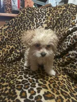 tyler, a male Maltipoo and Poodle - Miniature  for sale in Vista, CA – Photo 5 of 9