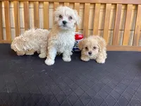 tyler, a male Maltipoo and Poodle - Miniature  for sale in Vista, CA – Photo 9 of 9