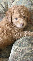 sam, a male Double Doodle for sale in Vista, CA – 2 of 2
