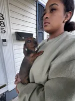 Lolli Pick Me!, a female Miniature Dachshund for sale in Mansfield, OH – Photo 6 of 6