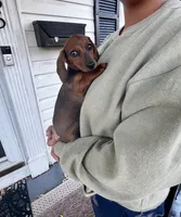 Lolli Pick Me!, a female Miniature Dachshund for sale in Mansfield, OH – Photo 5 of 6