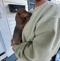 Lolli Pick Me!, a female Miniature Dachshund for sale in Mansfield, OH – Photo 3 of 6