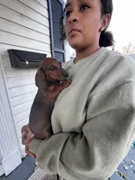 Lolli Pick Me!, a female Miniature Dachshund for sale in Mansfield, OH – Photo 1 of 6