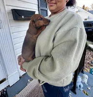 Lolli Pick Me!, a female Miniature Dachshund for sale in Mansfield, OH – Photo 2 of 6