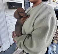 Lolli Pick Me!, a female Miniature Dachshund for sale in Mansfield, OH – Photo 4 of 6