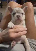 Chance , a male French Bulldog for sale in Mansfield, OH – 5 of 6