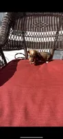 Lolli Take Me Home Today!, a female Miniature Dachshund for sale in Mansfield, OH – Photo 4 of 9
