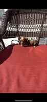 Lolli Take Me Home Today!, a female Miniature Dachshund for sale in Mansfield, OH – Photo 5 of 9
