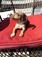 Lolli Take Me Home Today!, a female Miniature Dachshund for sale in Mansfield, OH – Photo 6 of 9