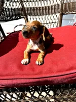 Lolli Take Me Home Today!, a female Miniature Dachshund for sale in Mansfield, OH – Photo 8 of 9
