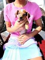 Lolli Take Me Home Today!, a female Miniature Dachshund for sale in Mansfield, OH – Photo 2 of 9