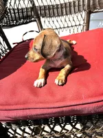 Lolli Take Me Home Today!, a female Miniature Dachshund for sale in Mansfield, OH – Photo 9 of 9