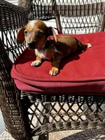 Lolli Take Me Home Today!, a female Miniature Dachshund for sale in Mansfield, OH – Photo 7 of 9