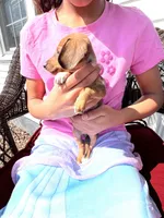 Lolli Take Me Home Today!, a female Miniature Dachshund for sale in Mansfield, OH – Photo 1 of 9