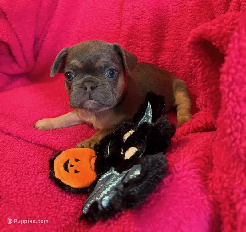 Ruby Take Me Home! – French Bulldog puppy for sale in Mansfield, OH
