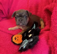Ruby Take Me Home!, a female French Bulldog for sale in Mansfield, OH – 1 of 5