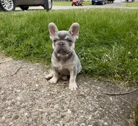 Leo Take Me Home Today! I’m a Lilac Fluffy  Carrier!, a male French Bulldog for sale in Mansfield, OH – 4 of 9