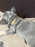 Miko , a male French Bulldog for sale in Mansfield, OH – 3 of 3