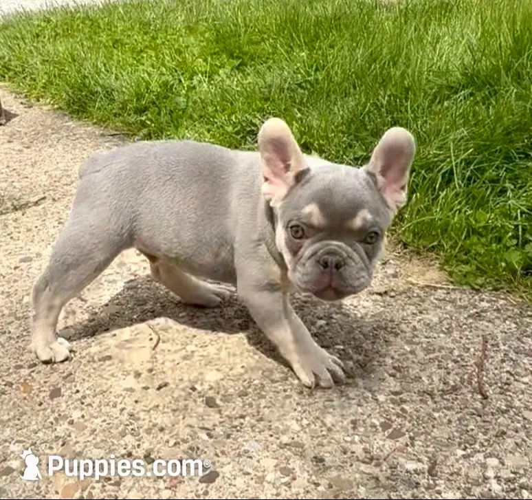Leo Pick Me! I’m a Lilac Fluffy  Carrier!, a male French Bulldog for sale in Mansfield, OH – 2 of 9