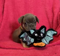 Winnie Pick Me!, a female French Bulldog for sale in Mansfield, OH – 2 of 5