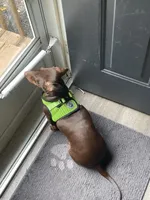 Lola, a female Miniature Dachshund for sale in Mansfield, OH – Photo 5 of 7