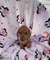 Lola, a female Miniature Dachshund for sale in Mansfield, OH – Photo 3 of 7