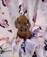 Lola, a female Miniature Dachshund for sale in Mansfield, OH – Photo 1 of 7