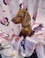 Lola, a female Miniature Dachshund for sale in Mansfield, OH – Photo 2 of 7