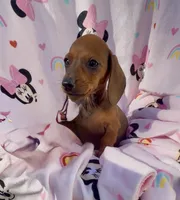 Lola, a female Miniature Dachshund for sale in Mansfield, OH – Photo 7 of 7