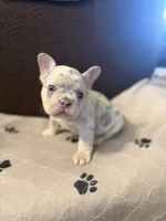 Chance , a male French Bulldog for sale in Mansfield, OH – 4 of 6