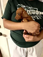 Louie Pick Me!, a male Miniature Dachshund for sale in Mansfield, OH – Photo 2 of 6
