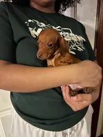 Louie Pick Me!, a male Miniature Dachshund for sale in Mansfield, OH – Photo 1 of 6