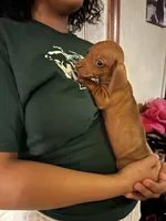 Louie Pick Me!, a male Miniature Dachshund for sale in Mansfield, OH – Photo 5 of 6