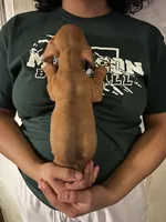 Louie Pick Me!, a male Miniature Dachshund for sale in Mansfield, OH – Photo 6 of 6