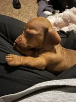 Louie Pick Me!, a male Miniature Dachshund for sale in Mansfield, OH – Photo 3 of 6