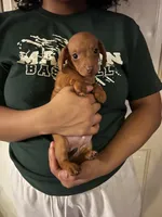 Louie Pick Me!, a male Miniature Dachshund for sale in Mansfield, OH – Photo 4 of 6