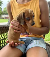Betsy Pick Me!!, a female Miniature Dachshund for sale in Mansfield, OH – Photo 1 of 3