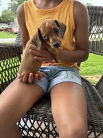 Betsy Pick Me!!, a female Miniature Dachshund for sale in Mansfield, OH – Photo 2 of 3