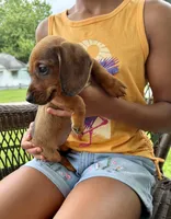 Ruby Take me Home Today!, a female Miniature Dachshund for sale in Mansfield, OH – Photo 5 of 7