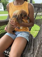 Ruby Take me Home Today!, a female Miniature Dachshund for sale in Mansfield, OH – Photo 3 of 7