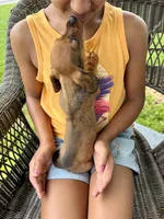 Ruby Take me Home Today!, a female Miniature Dachshund for sale in Mansfield, OH – Photo 7 of 7