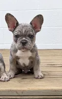 Bleu Take Me Home Today! , a male French Bulldog for sale in Mansfield, OH – 1 of 4